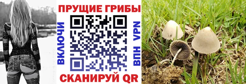 Галлюциногенные грибы Psilocybine cubensis  Купить  Прокопьевск 